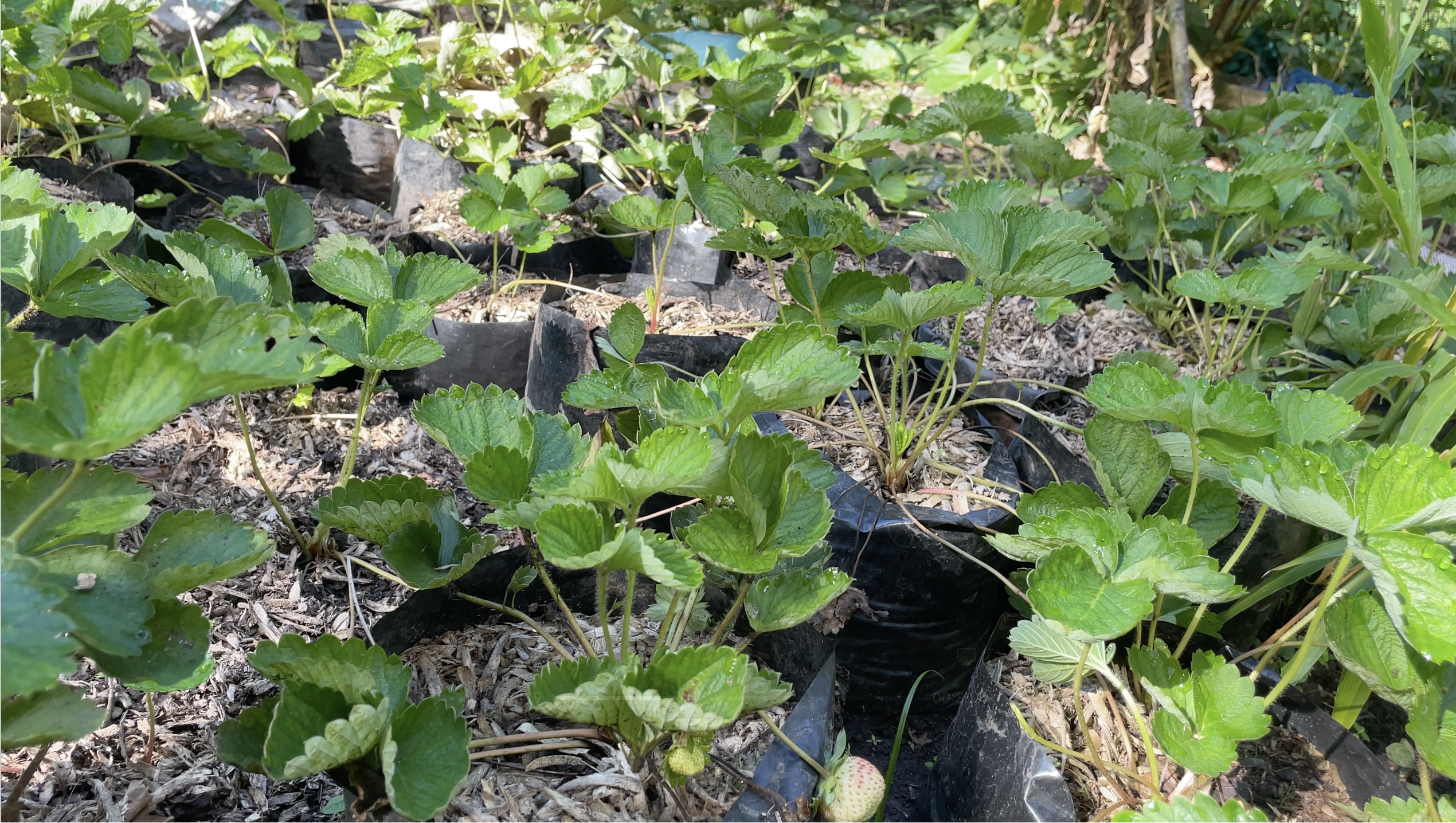 Strawberry Patch