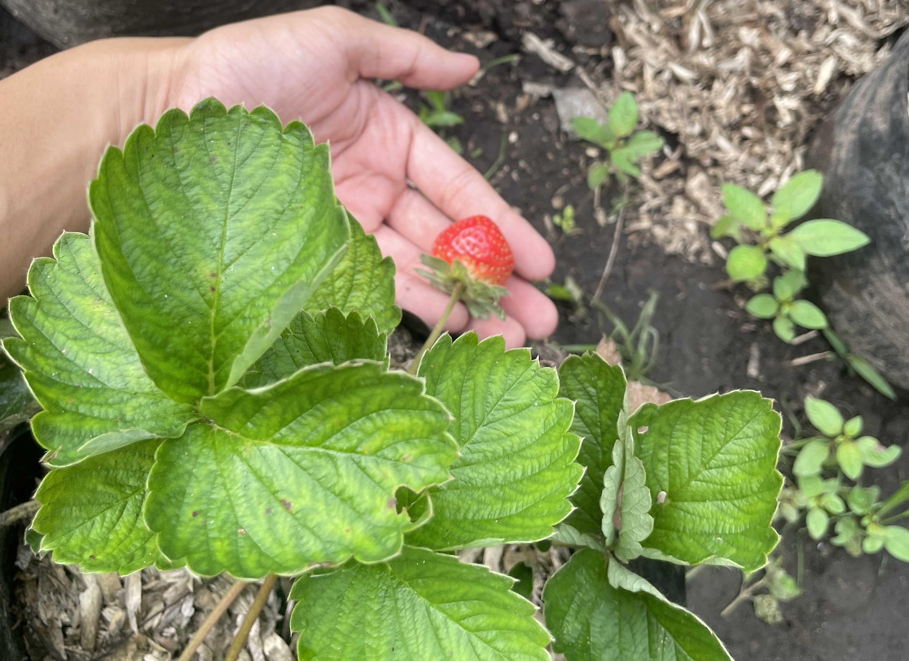 Strawberry Fruit